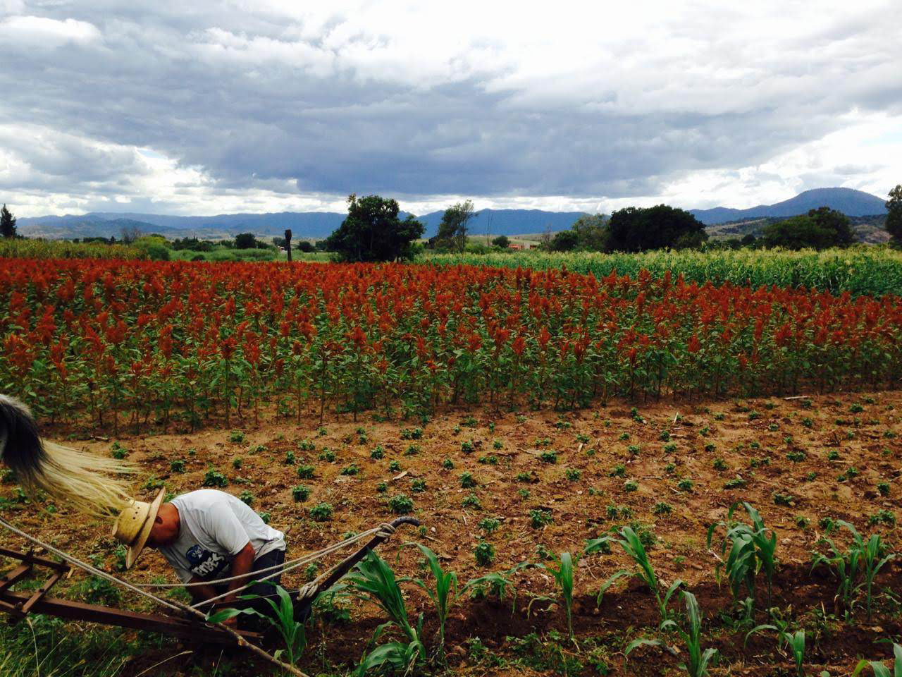 Plantío de amaranto, señor trabajando la tierra.