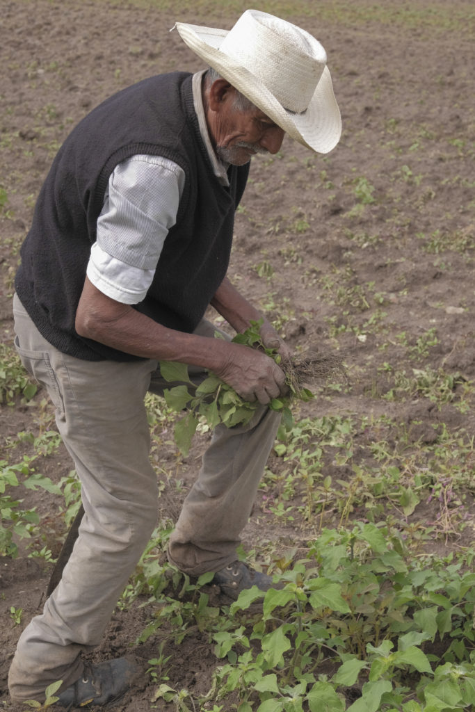 Desyerbando el campo