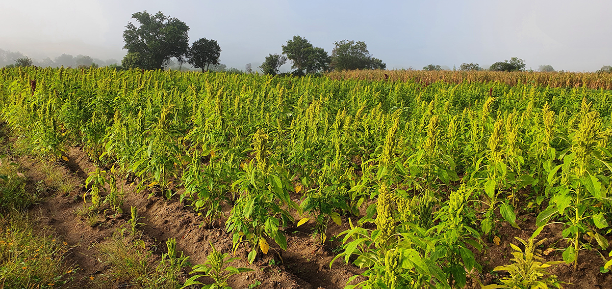 field of green amaranth